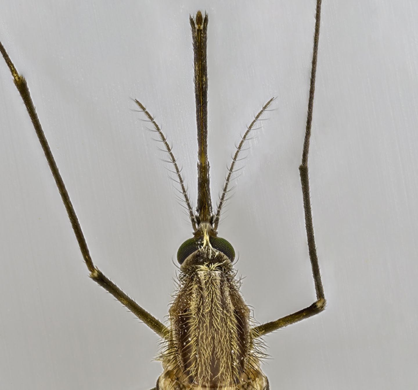 Anopheles gr. maculipennis (Culicidae), femmina